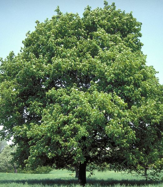 Acer platanoides